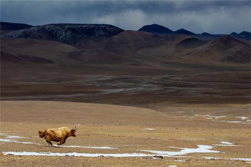 西藏阿里海拔5000米之上现罕见的金丝野牦牛2.jpg