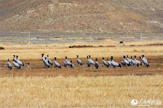 西藏：17万余只水鸟在“一江三河”流域越冬7.jpg