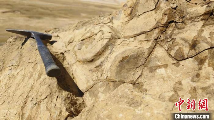世界屋脊古海巨龙现身 中国科学家再次发现2亿年前“喜马拉雅鱼龙”2.jpg