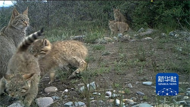 祁连山国家公园顺利进行首个荒漠猫卫星项圈跟踪研究2.jpg