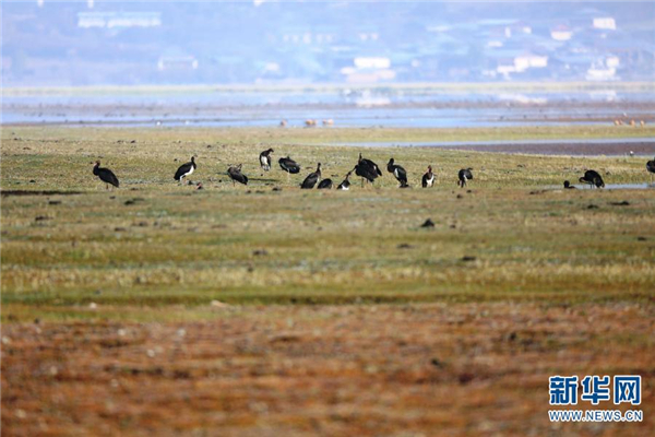 云南纳帕海国际重要湿地成黑鹳国内最大越冬停歇地1.jpg
