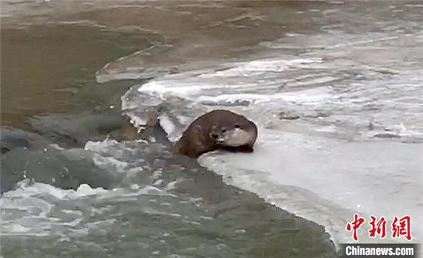 色达县：首次拍到国家二级保护动物小爪水獭冰面捕食2.jpg