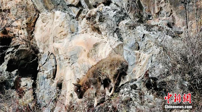 世界濒危物种喜马拉雅斑羚首次现身三江源地区2.jpg