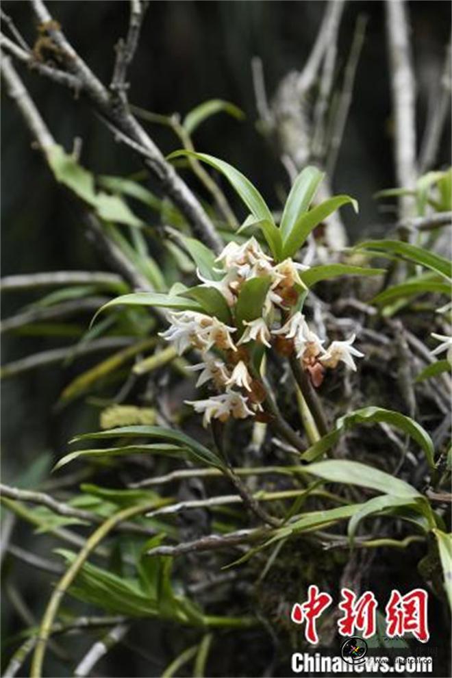 科研人员在滇西北和西藏墨脱发现多个兰科植物新种6.jpg