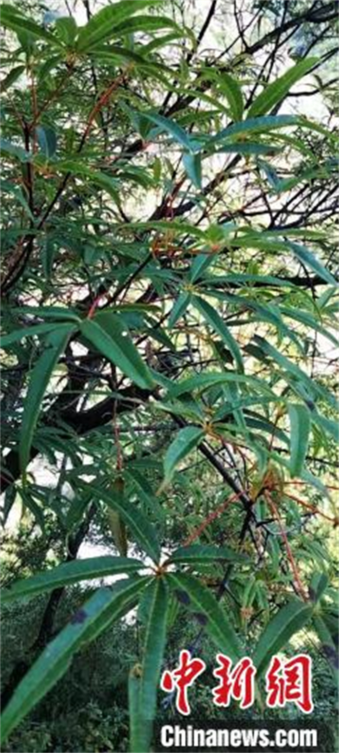 四川康定普沙绒境内发现珍稀濒危植物五小叶槭3.jpg