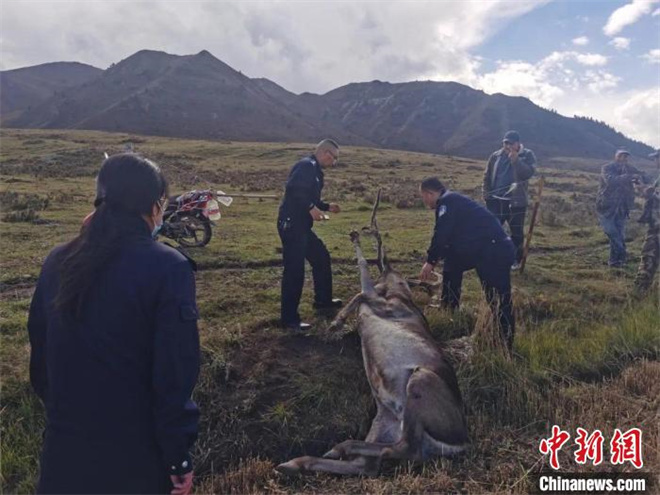 祁连山国家公园青海片区：救助国家二级重点保护动物马鹿1.jpg
