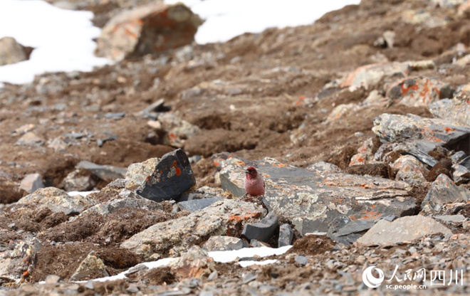 四川长沙贡玛国家级自然保护区发现罕见鸟类——藏雀3.jpg