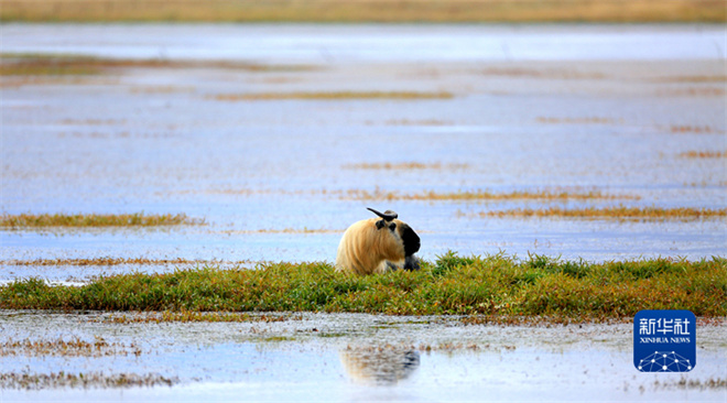 甘肃尕海则岔国家级自然保护区内首次监测到羚牛2.jpg