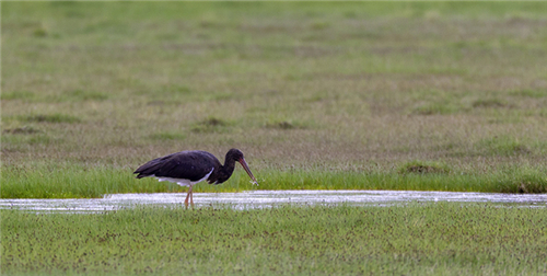 国家一级保护濒危鸟类黑鹳现身玛多县2.jpg