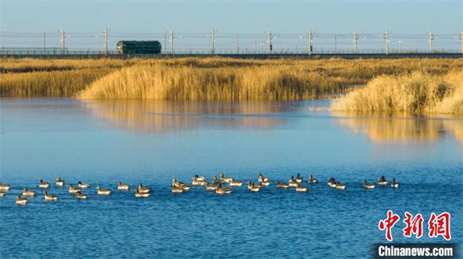 天鹅等多种野生鸟类“抵达”青海格尔木湿地越冬3.jpg