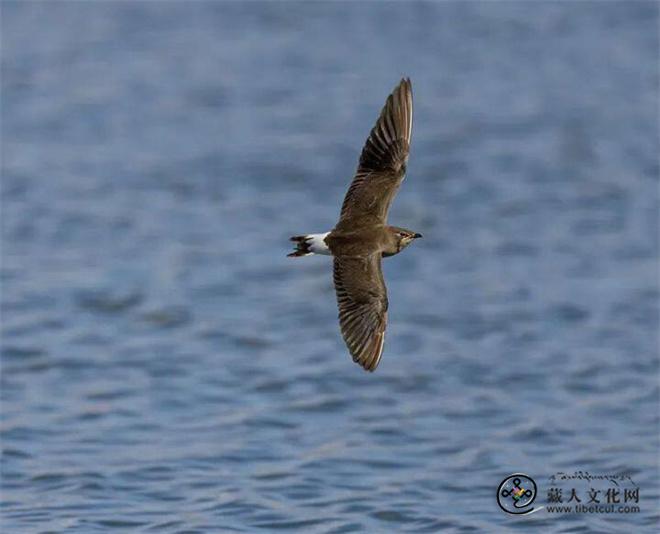 鸟类新记录！纳帕海国际重要湿地拍到普通燕鸻2.jpg