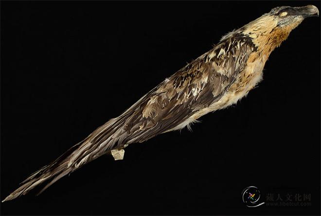 洛克收集制作的禽类标本（翻拍）.jpg