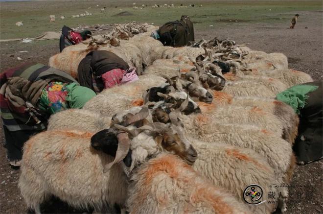 俄国探险家波塔宁晩清青藏及安多地区考察研究.jpg