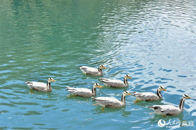 西藏：17万余只水鸟在“一江三河”流域越冬9.jpg