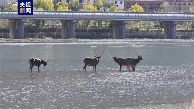 西藏拉萨河畔出现国家一级保护动物白唇鹿2.jpg