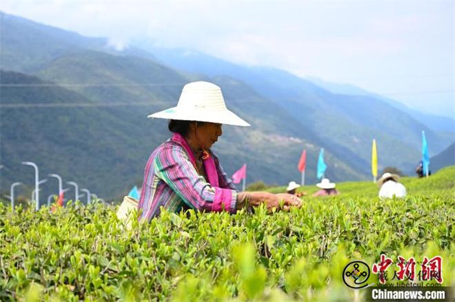 打造“茶旅”名片 西藏墨脱首届茶文化旅游季开幕6.jpg