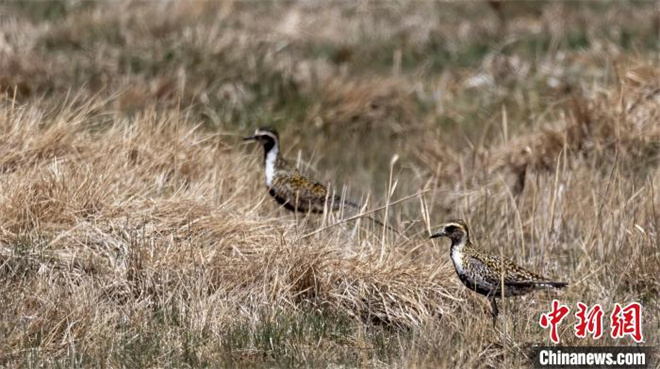 柴达木盆地可鲁克湖鸟类监测首次发现新物种2.jpg