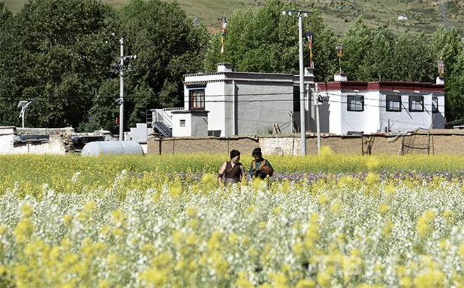 西藏墨竹工卡以花为媒、以节会友促交流合作5.jpg