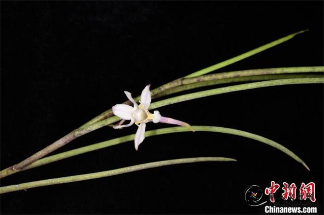 科研人员在滇西北和西藏墨脱发现多个兰科植物新种5.jpg