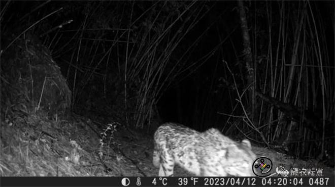 西藏色季拉山发现雪豹、白颊猕猴等多种珍稀野生动物1.jpg