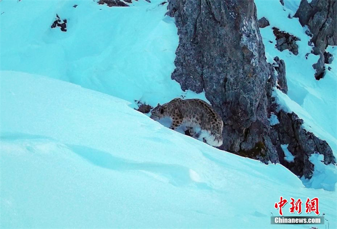 大熊猫国家公园王朗片区再现雪豹身影3.jpg