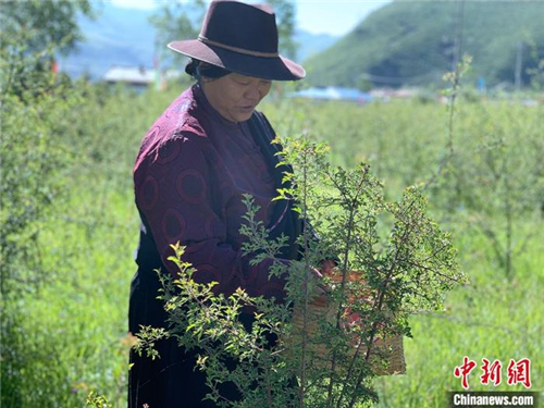 青海班玛：青藏高原唯一藏雪茶种植区 户户享收益1.jpg