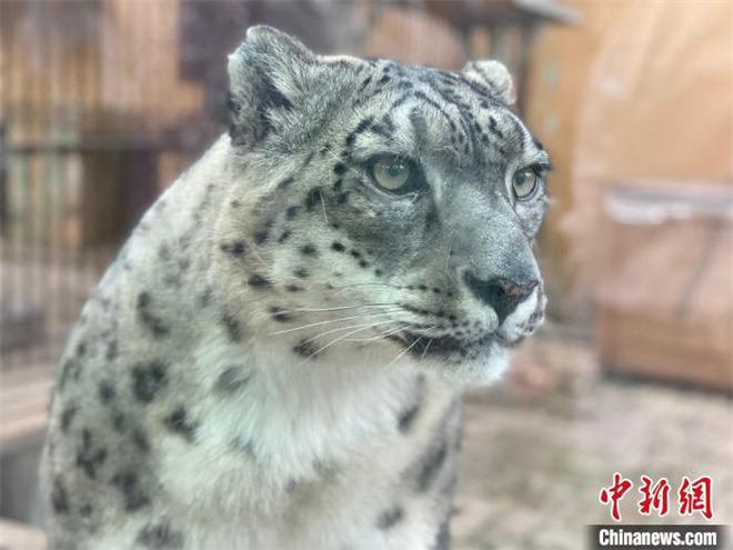 青藏高原唯一雪豹繁育研究长期科研基地落地西宁.jpg