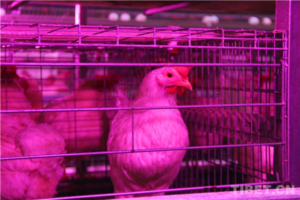 藏鸡育种新突破：西藏“雪域白鸡”新品种通过国家审定2.jpg