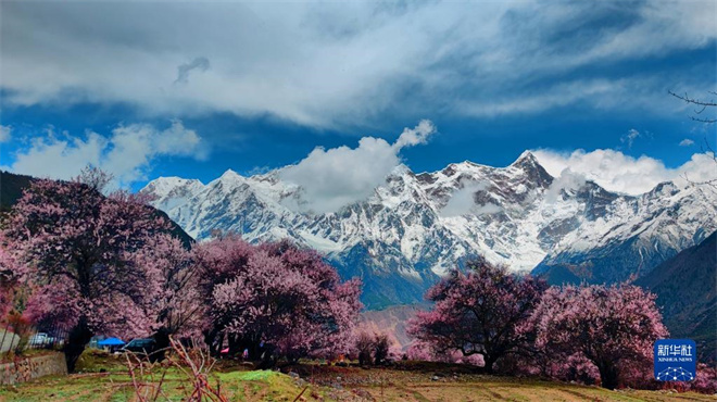 百万观众在雅鲁藏布大峡谷景区“云赏桃花”2.jpg