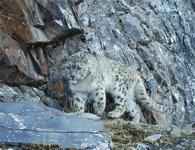 祁连山国家公园青海片区识别雪豹个体55只2.jpg