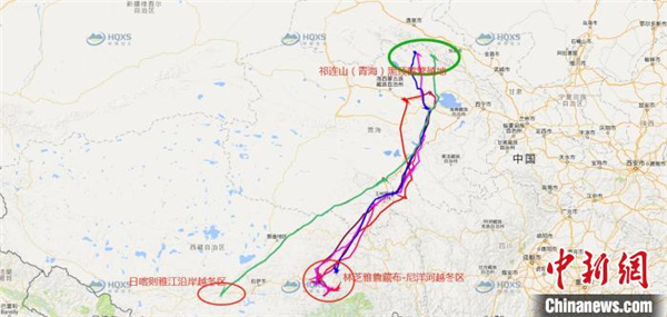 祁连山国家公园青海片区黑颈鹤种群迁徙研究取得丰富成果1.jpg