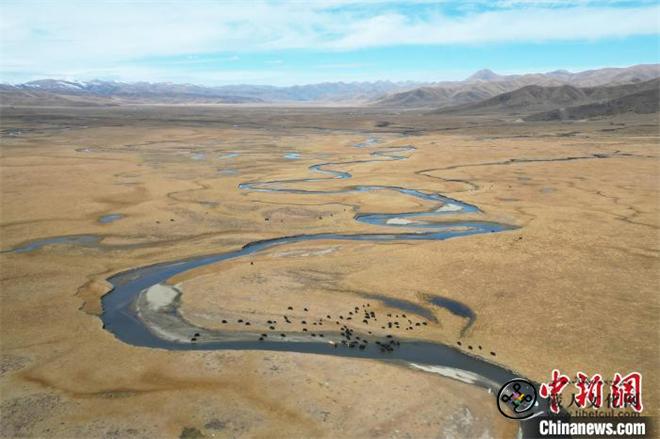 甘肃玛曲累计治理沙化土地面积逾37万亩2.jpg