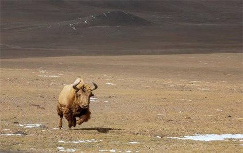 西藏阿里海拔5000米之上现罕见的金丝野牦牛1.jpg