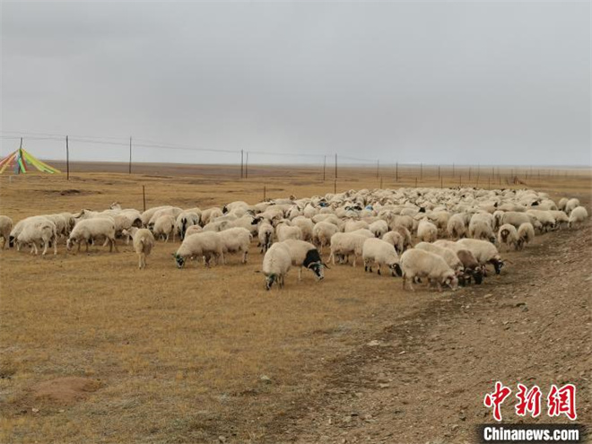 黄河源头玛多生态畜牧业助牧民收入逐步提高1.jpg