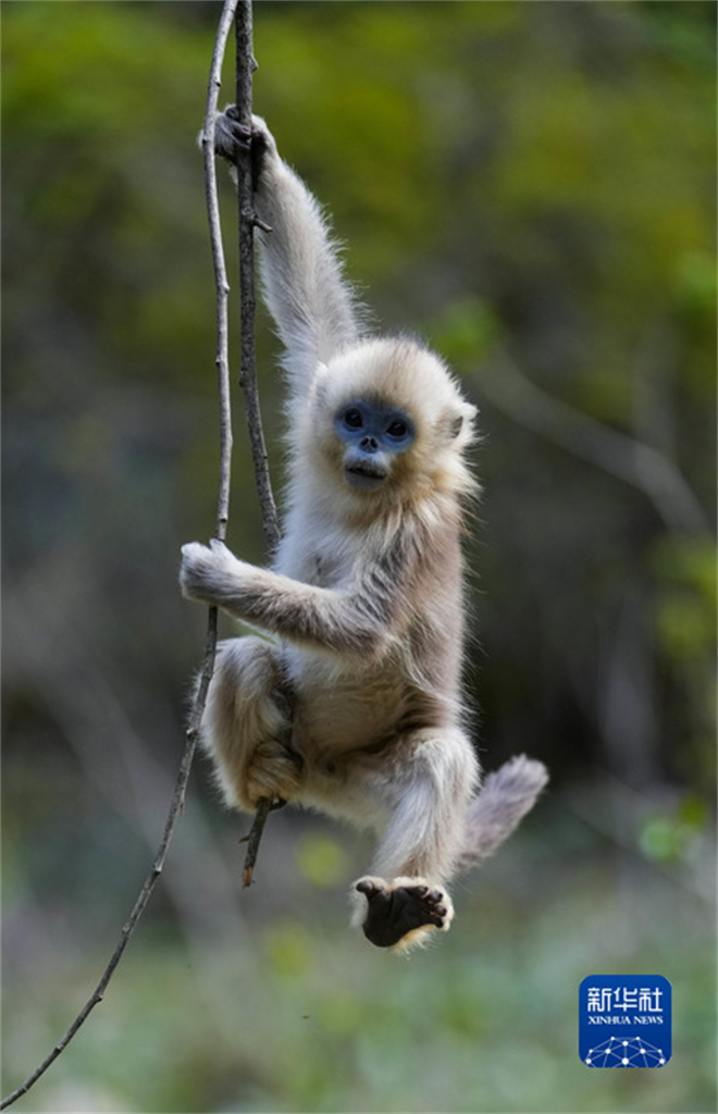 白河国家级自然保护区：川金丝猴栖居的乐园6.jpg