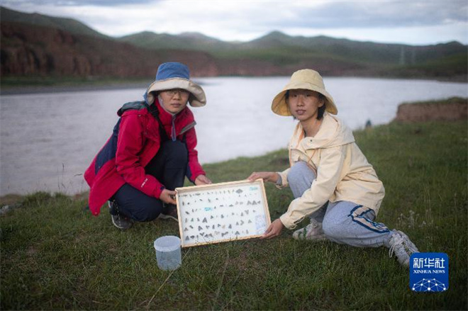 江源科考 昆虫捕手”探究高原生物多样性1.jpg