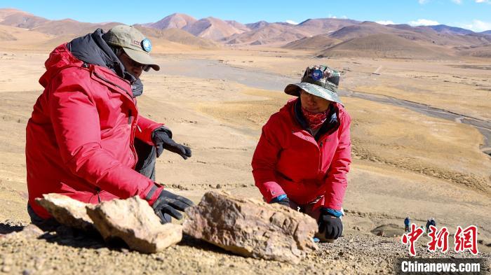 世界屋脊古海巨龙现身 中国科学家再次发现2亿年前“喜马拉雅鱼龙”6.jpg