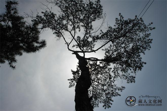 五凤山上虬枝横斜的奇松.JPG