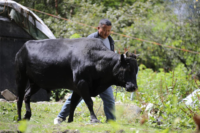 西藏阿沛甲咂牛与樟木牛抢救性保种全面展开4.jpg