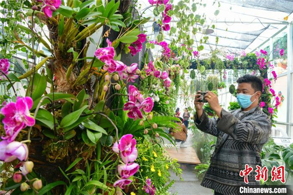 西藏首届花卉艺术旅游文化开幕 数万鲜花绽放雪域高原2.jpg