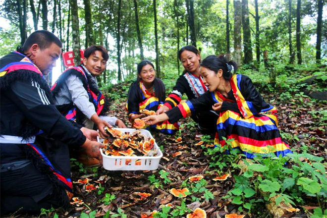 西藏林芝：菌菇喜获大丰收 珞巴风情再添味5.jpg