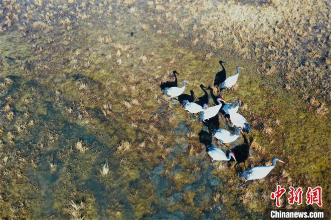 数十只黑颈鹤“如约而至”柴达木盆地都兰湖湿地4.jpg