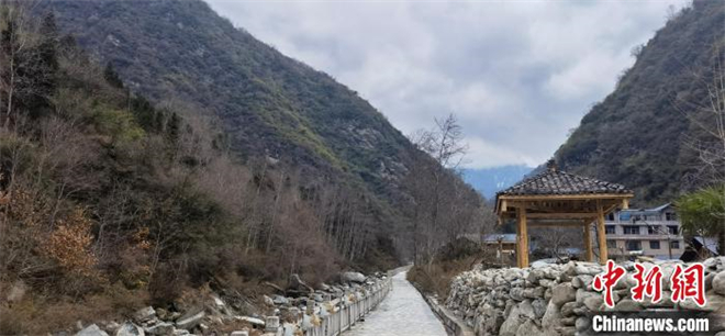 四川“熊猫村”的绿色新春1.jpg