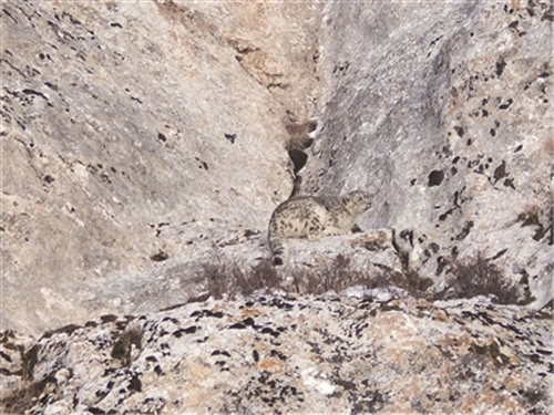 栖息地生态环境改善 青海天峻县再现雪豹活动踪影1.jpg