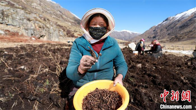 西藏嘉黎牧民迎人参果采挖季 天然“野果”创增收3.jpg