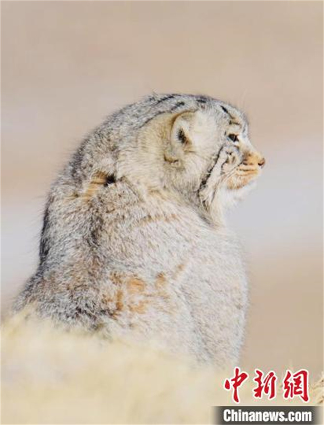 青海都兰：雪豹、兔狲等多种珍稀野生动物亮相2.jpg