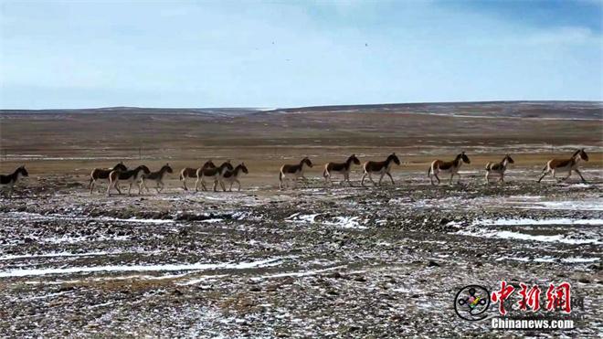祁连山国家公园青海片区：藏野驴种群频繁“出镜”4.jpg