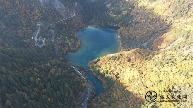 四川发现植物新种 命名为九寨沟盆距兰4.jpg