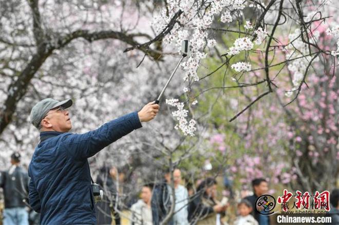 西藏林芝桃花节开幕 人气桃花村热闹迎客2.jpg