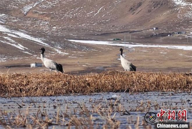 今年首批黑颈鹤飞抵隆宝滩国际重要湿地1.jpg